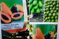 Papayers Solo nains à très haut rendement perdu_de_vue_avis_de_recherche